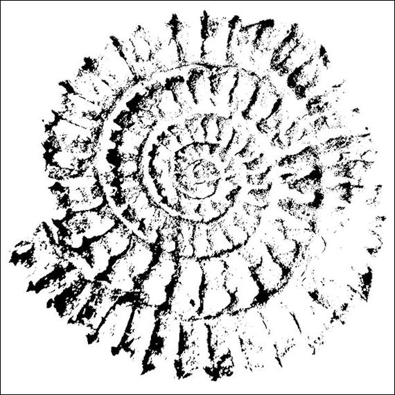 570pxammonite2