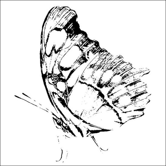 butterfly 1