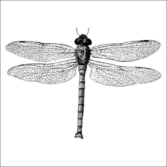 570pxdragonfly