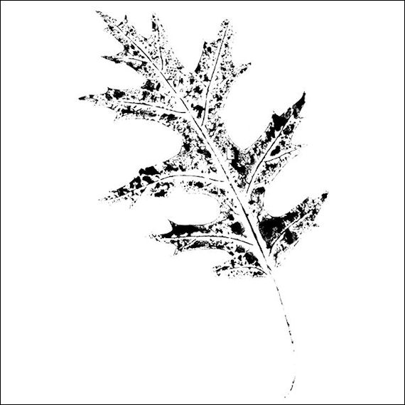 570pxleaf 2