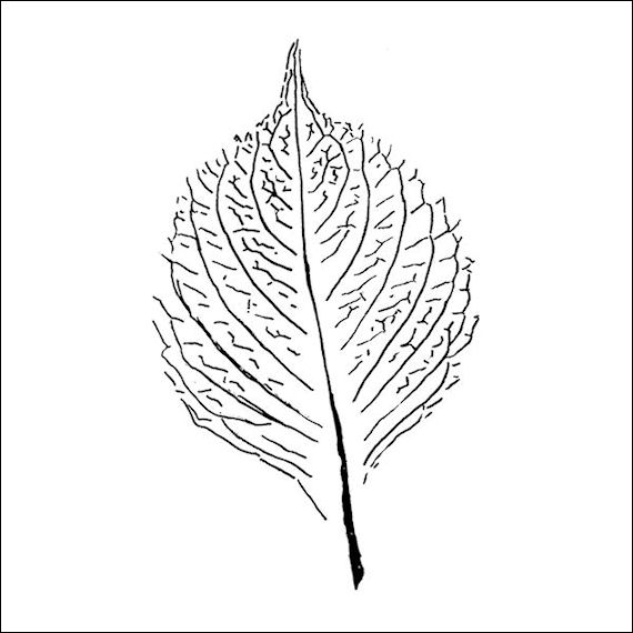 570pxleaf 9