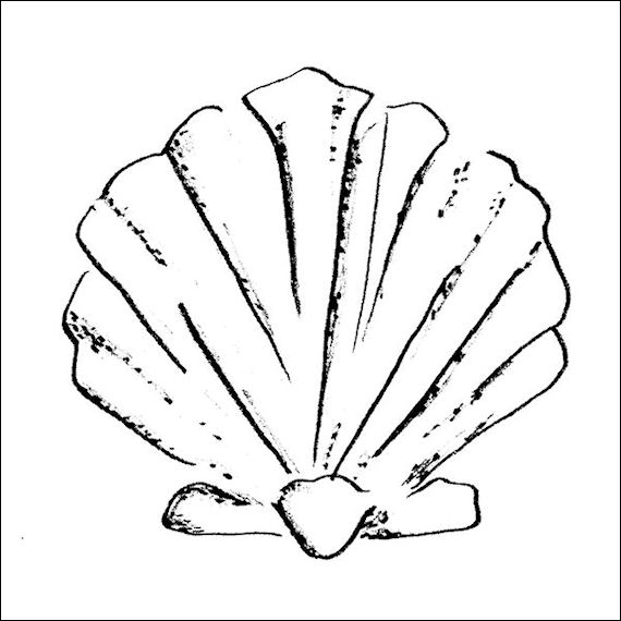 570pxscallop