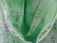 shop.scarf