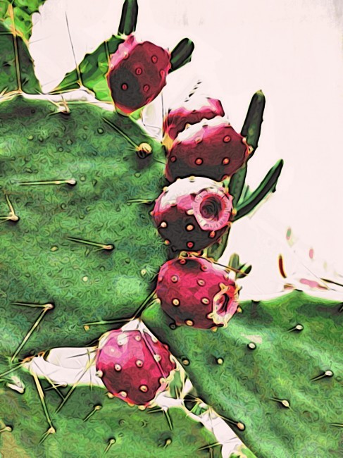 pricly_pear_cactus