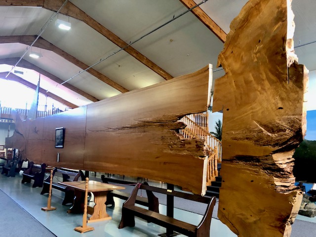 Kauri tree Museum