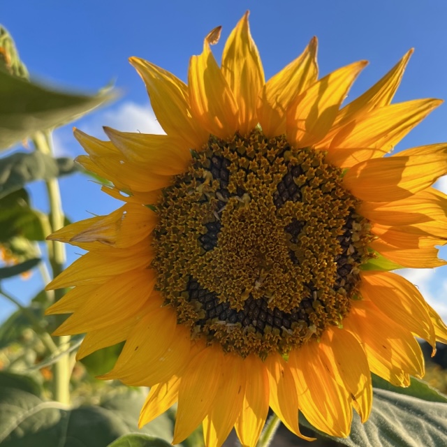 sunflower with buds picked out so that there is a smiley face in the center of it.